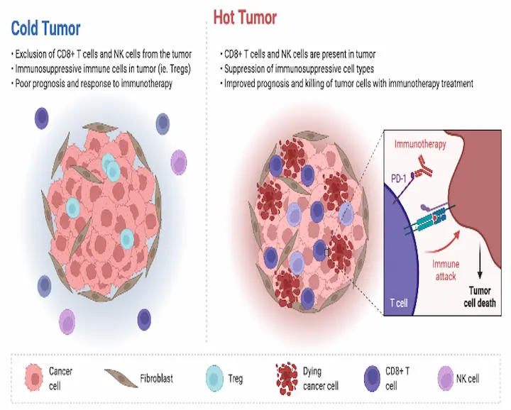 Difference between cold and hot tumor